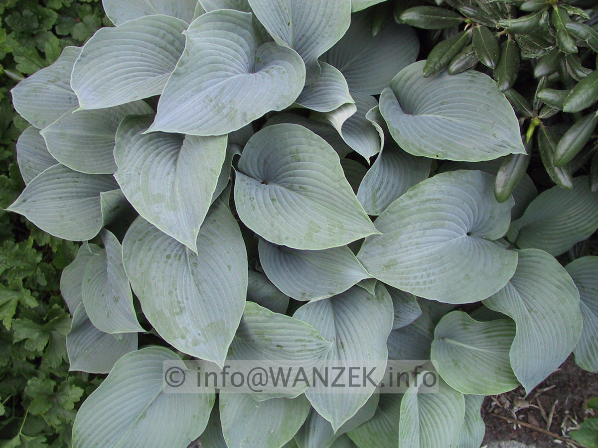 Hosta tokudama Perle 04.JPG